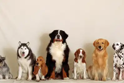 Cuáles son las razas de perros que mejor toleran quedarse solas en casa