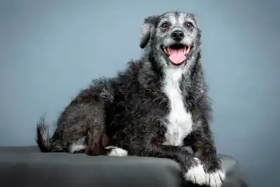 A qué edad un perro es considerado anciano y cuáles son los cuidados que necesita