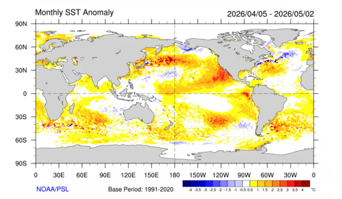 Anomalías de la temperatura superficial del mar del 05 de abril al 02 de mayo de 2026. Período de referencia 1981-2010 - Fuente: NOAA-NCEP/CPC/SMN