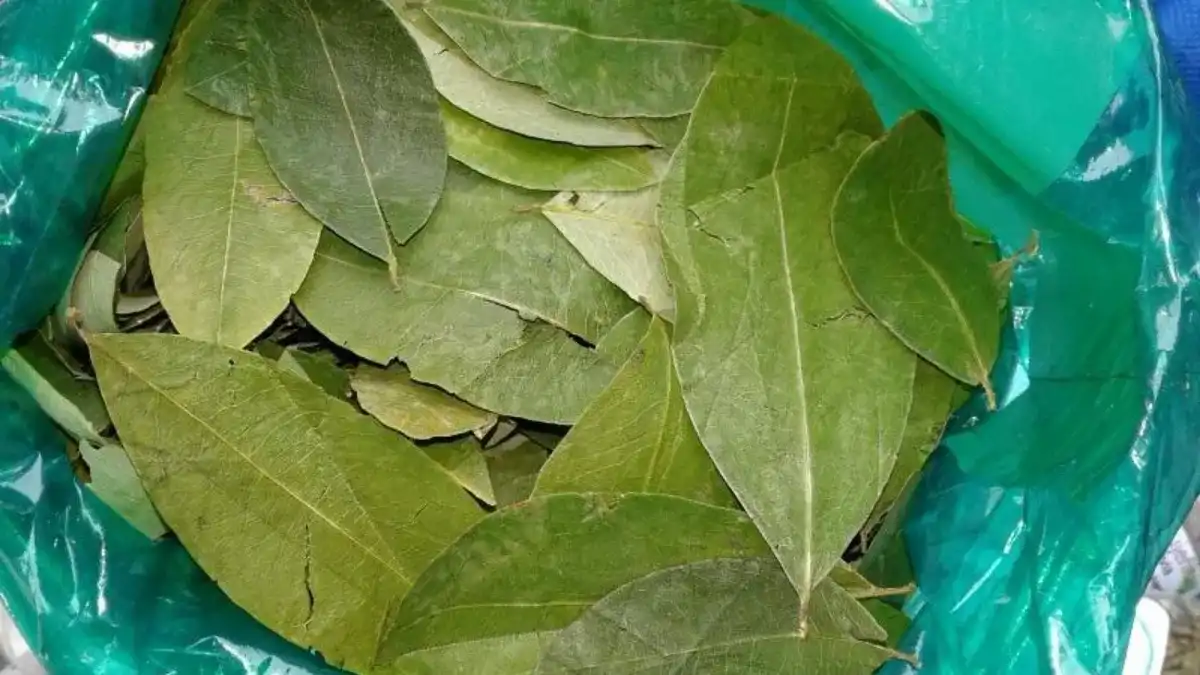 Hoja de coca más cara en Salta: el conflicto en Bolivia podría afectar el abastecimiento