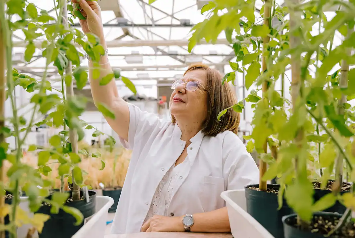 CIENCIA ARGENTINA. Trigo, maíz, arroz y soja forman parte de las investigaciones de Raquel Chan, una referente argentina en biología vegetal y resiliencia climática. / CONICET