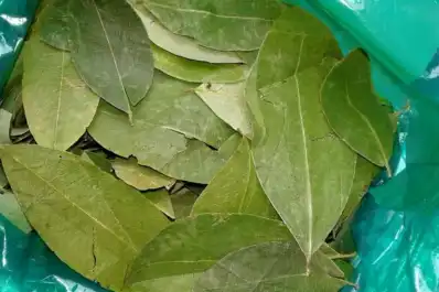 Hoja de coca más cara en Salta: el conflicto en Bolivia podría afectar el abastecimiento