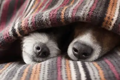 ¿Hay que abrigar a los perros? Las claves para detectar si tienen frío