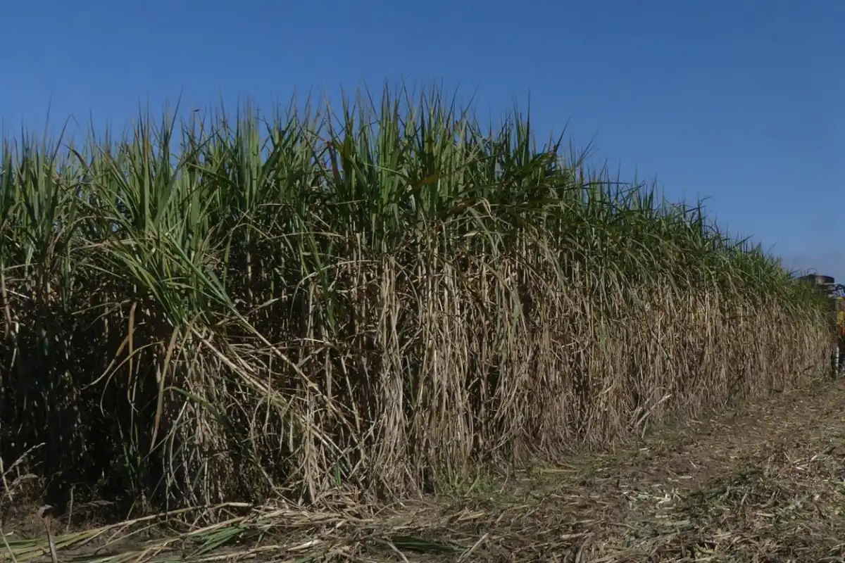 CAMPOS. La caña bruta disponible sería de 19.650.000 de toneladas.