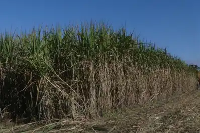 ¿De cuánta caña se dispondrá para esta zafra en Tucumán?