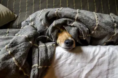 Dónde no deben dormir los perros cuando hace frío, según veterinarios