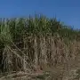¿De cuánta caña se dispondrá para esta zafra en Tucumán?