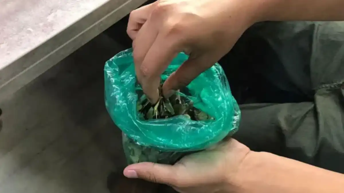 La crisis en Bolivia impacta en Salta y Jujuy: falta hoja de coca y aumentan los precios