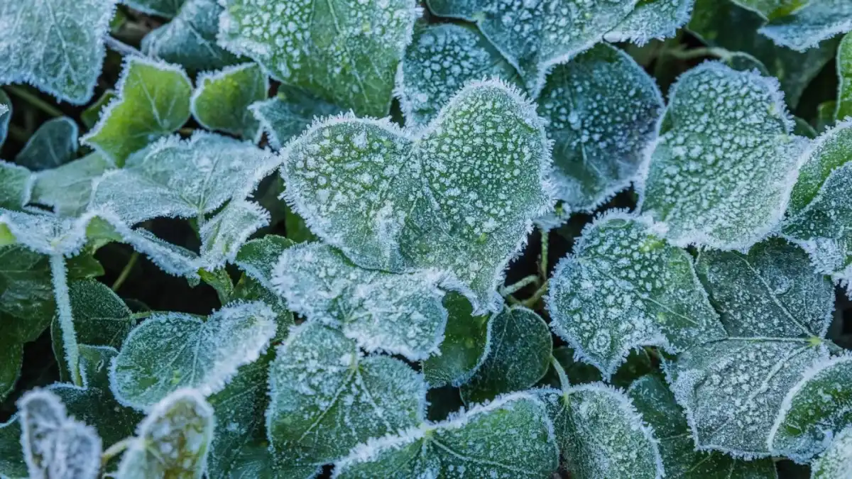 Cómo proteger las plantas del frío: consejos clave para que sobrevivan a las bajas temperaturas