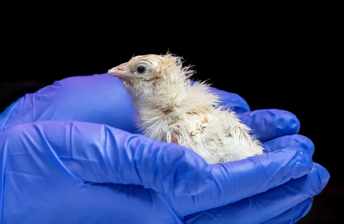 Uno de los primeros pollos en nacer a partir de huevos artificiales de silicona.