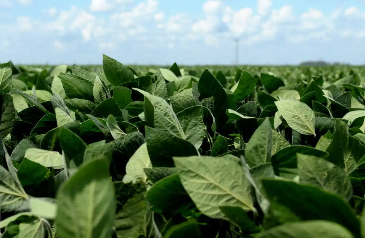 AGRICULTURA.