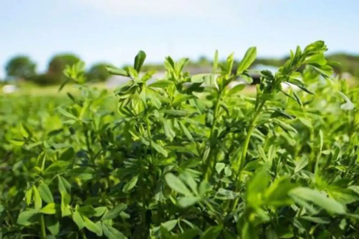 Alfalfa: en el primer trimestre del año se exportaron 93.974 toneladas