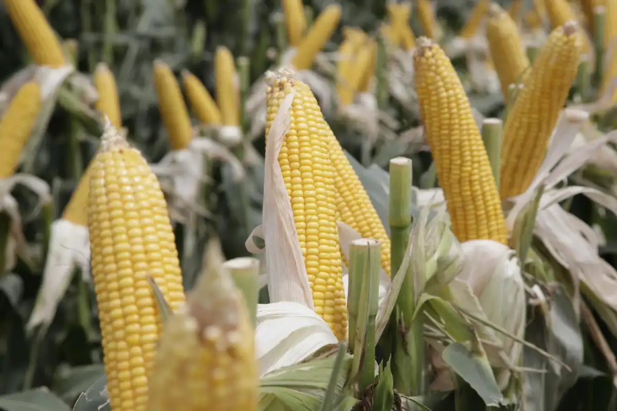 AGRICULTURA. 