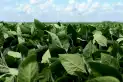 El agro celebró la baja de retenciones, pero advierte por posibles demoras en la liquidación de soja