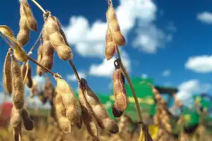Peor es nada: la respuesta de Apronor ante el anuncio de la baja de retenciones para el agro