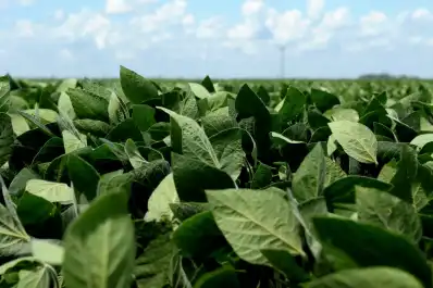 El agro celebró la baja de retenciones, pero advierte por posibles demoras en la liquidación de soja