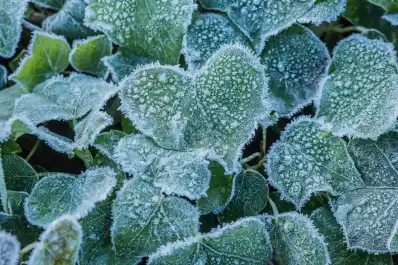Cómo proteger las plantas del frío: consejos clave para que sobrevivan a las bajas temperaturas