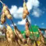 Peor es nada: la respuesta de Apronor ante el anuncio de la baja de retenciones para el agro