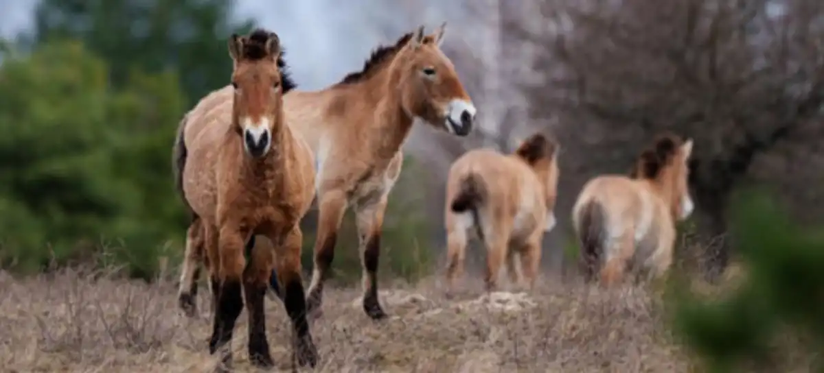 Caballos de Przewalski .
