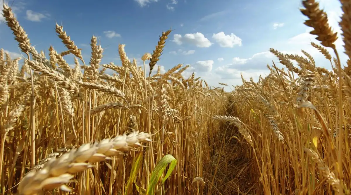 Régimen tributario: el campo avaló la baja de DEX, pero insiste con ir hacia retenciones cero
