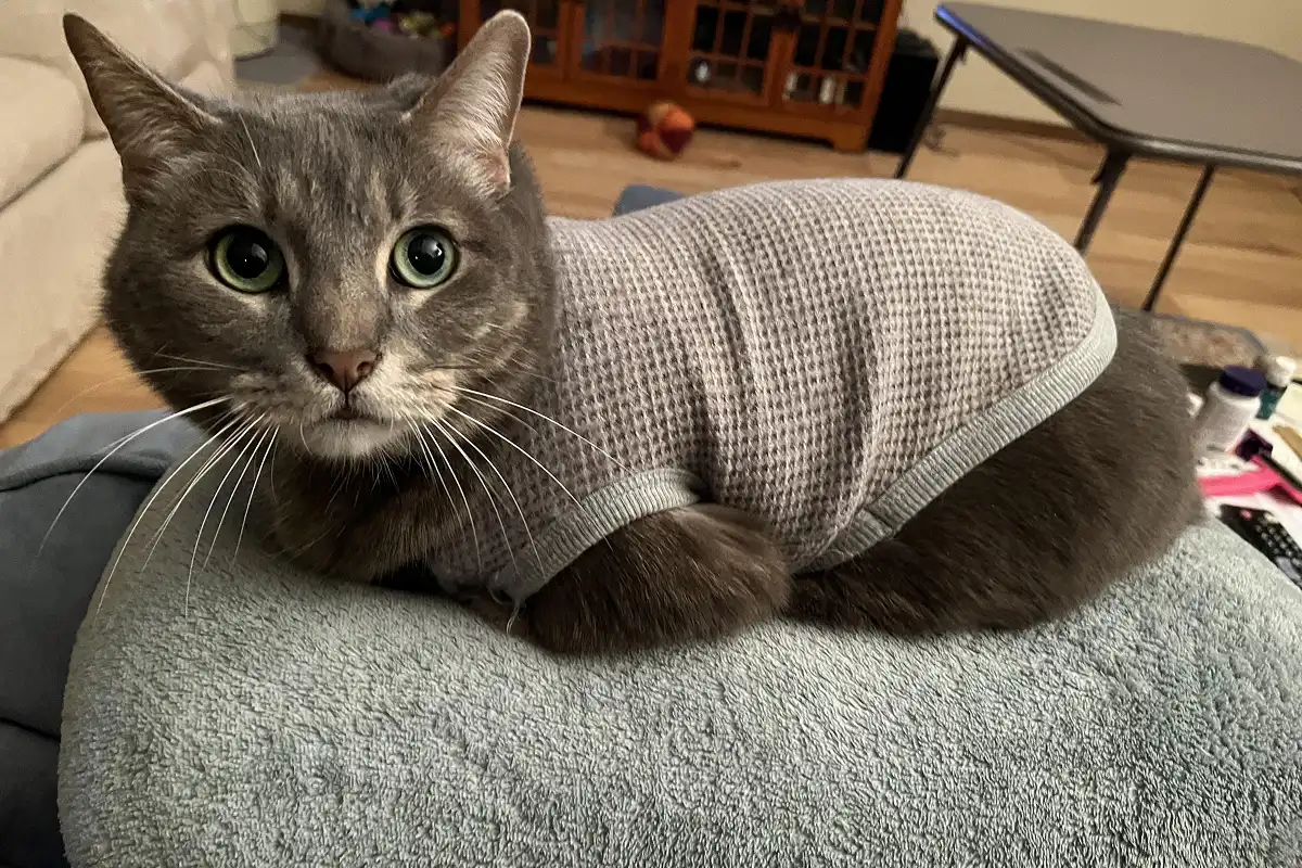 Temperatura corporal felina: cómo saber si tu gato tiene frío y evitar la hipotermia