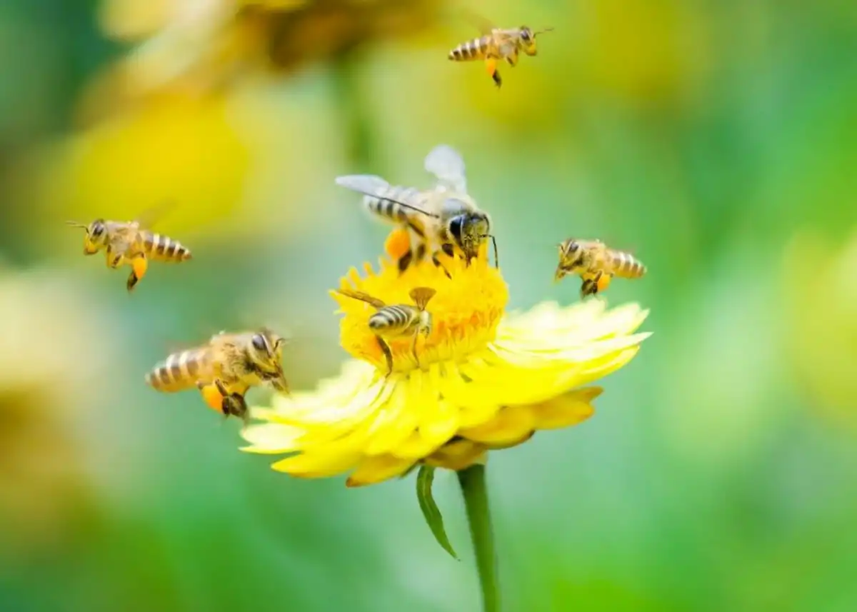 Abejas, claves para polinizar cultivos de interés agrícola