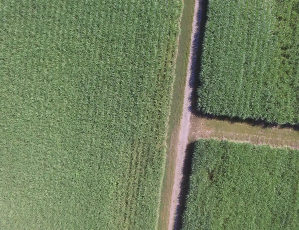 AUMENTO. Para la zafra que se está desarrollando habrá unas 3.390 hectáreas más en Tucumán que las que estaban disponibles durante la campaña 2025; en porcentaje, se trata de un 1,13%.