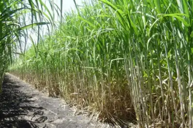 Sector sucroalcoholero: en mayo el rendimiento fabril medio en Tucumán fue de 9,88%