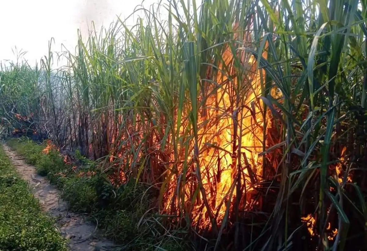 El año que viene a la misma hora: quema de vegetación en Tucumán
