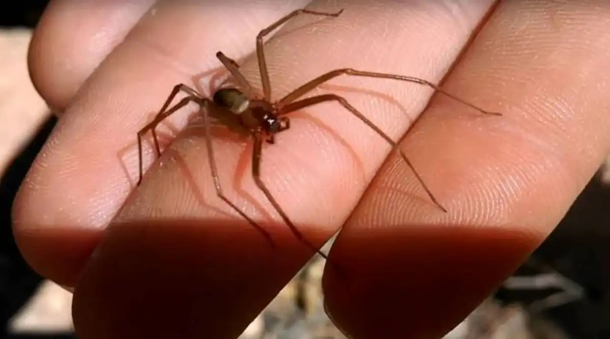QUÉ HACER. Ante la sospecha de una picadura de araña peligrosa, el tiempo es clave y la consulta médica debe ser inmediata.