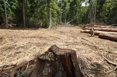 La deforestación en Brasil cae a mínimos desde 2019