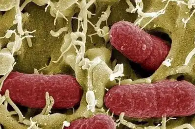 Cómo cuidar la microbiota y los organismos intestinales que condicionan toda tu salud