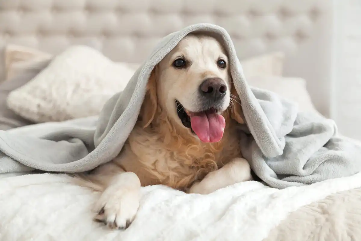 ¿Hay que taparlos? Cómo deben dormir los perros en invierno