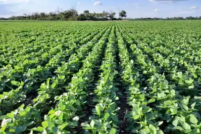 El área sembrada con soja en Tucumán en el ciclo 2025/2026 se estimó en 174.020 hectáreas
