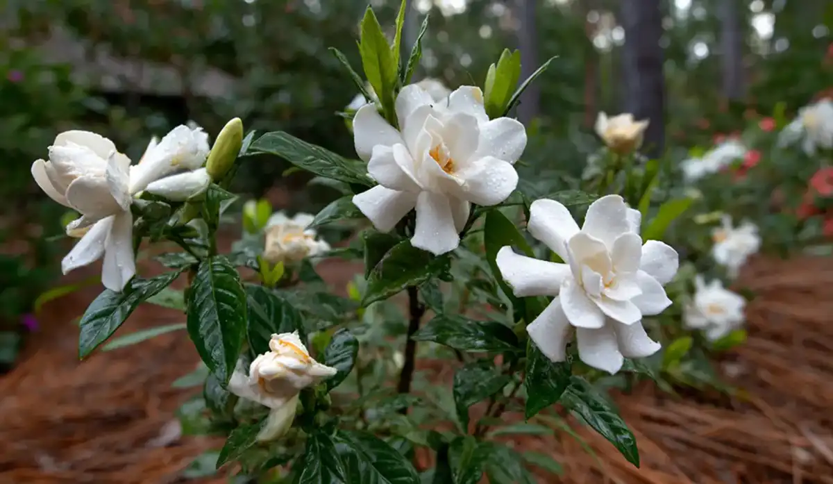 Gardenia jasminoides, una planta llena de perfume.